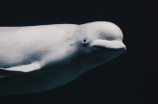 白鲸的特点是什么？